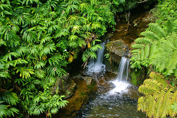 Rainforest Stream stock photo