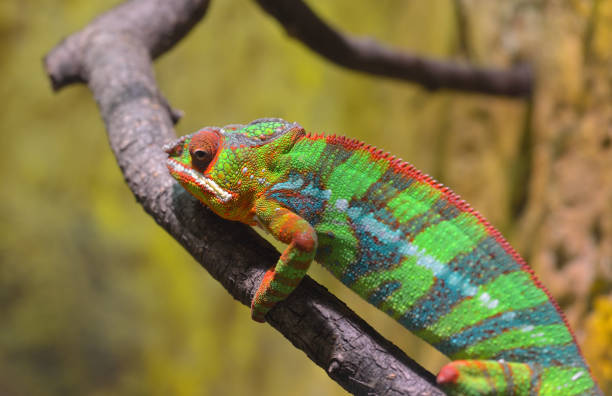 istock Colorful Panther chameleon (furcifer pardalis) resting on a branch in natural environment. 911811160