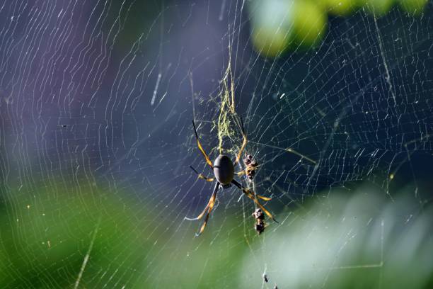 istock Golden orbweaver orb-weaver spider (Nephila plumipes) 911812406