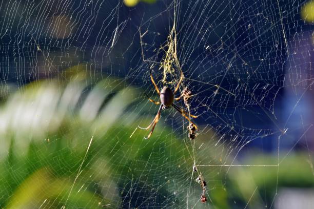 istock Golden orbweaver orb-weaver spider (Nephila plumipes) 911812574