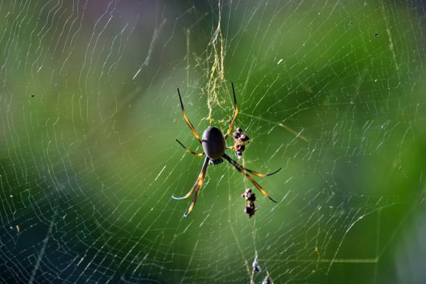 istock Golden orbweaver orb-weaver spider (Nephila plumipes) 911812606