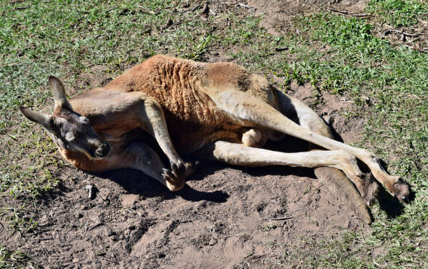 istock Wild red kangaroo lying on the grass 911812944