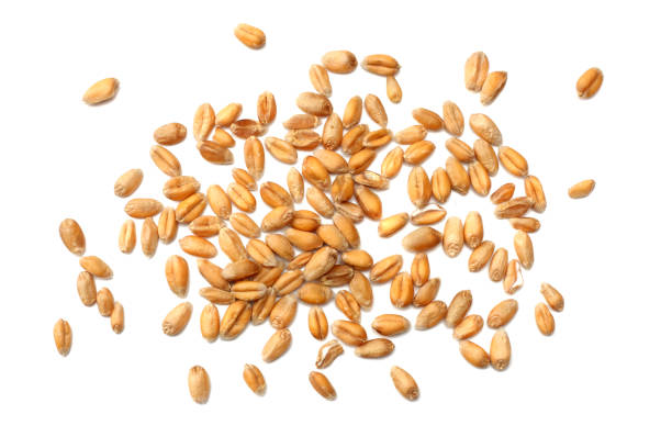 istock wheat grains isolated on white background. top view 911813386