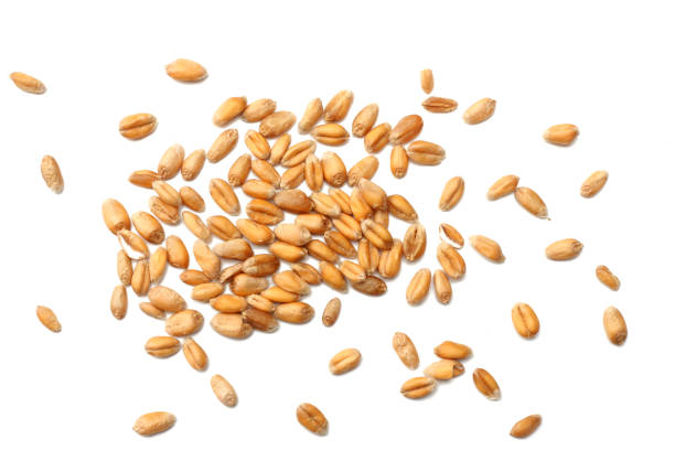 grãos de trigo isolados no fundo branco. vista superior - buckwheat groats - fotografias e filmes do acervo