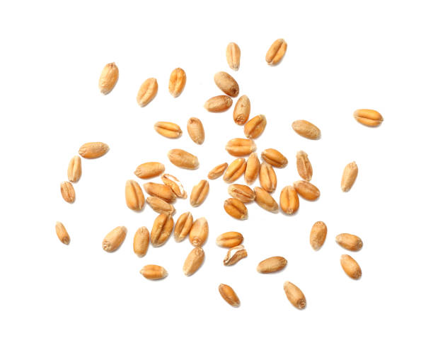 istock wheat grains isolated on white background. top view 911813408