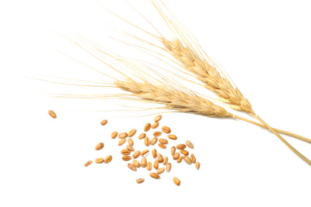 istock Spikelets and Grains of Wheat on a White Background. top view 911813440