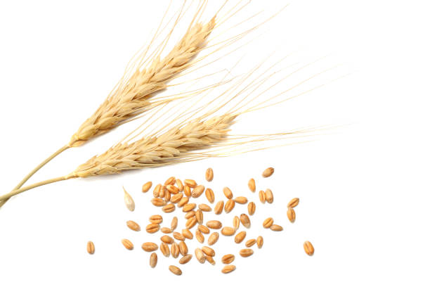 istock Spikelets and Grains of Wheat on a White Background. top view 911813464