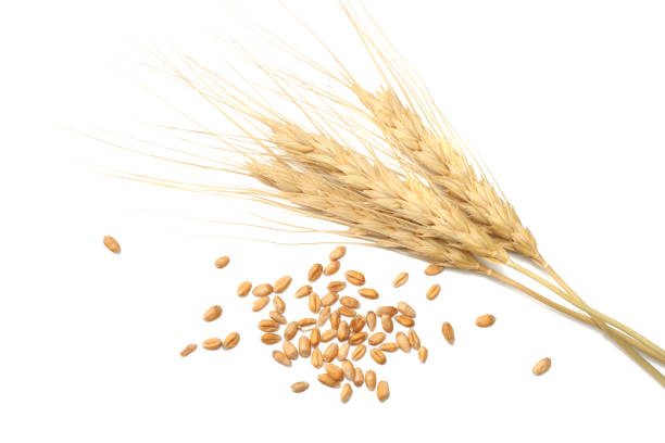 istock Spikelets and Grains of Wheat on a White Background. top view 911813470
