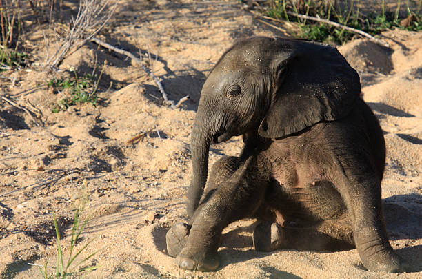 Baby elephant calf nursing, an older sibling using the trunk to guide the baby to the milking points. 
