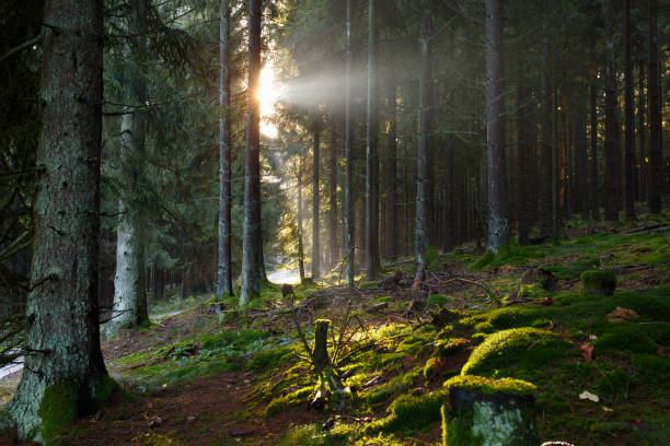 istock Sunbeams in late autumn 911818728