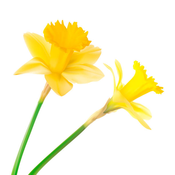 narzisse - daffodil flower spring isolated stock-grafiken, -clipart, -cartoons und -symbole