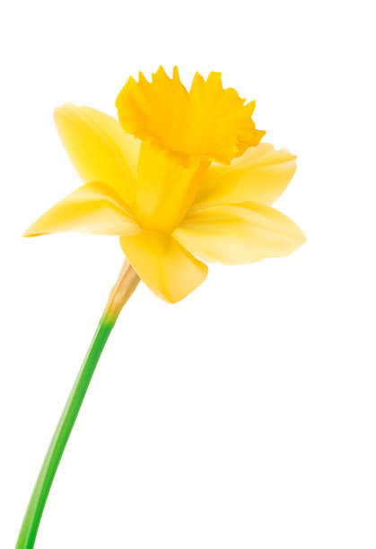 нарцисс - daffodil stem yellow spring stock illustrations