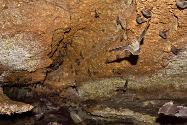 istock Natural cave full of bats. 911819354