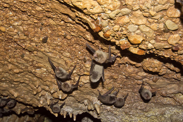 istock Natural cave full of bats. 911823544
