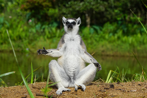 The always curious and adorable wild Ring-Tailed Lemur on the African Island of Madagascar.
