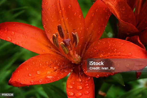 Red Lily Mit Tropfen Auf Blütenblätter Stockfoto und mehr Bilder von Asien - Asien, Blatt - Pflanzenbestandteile, Blume