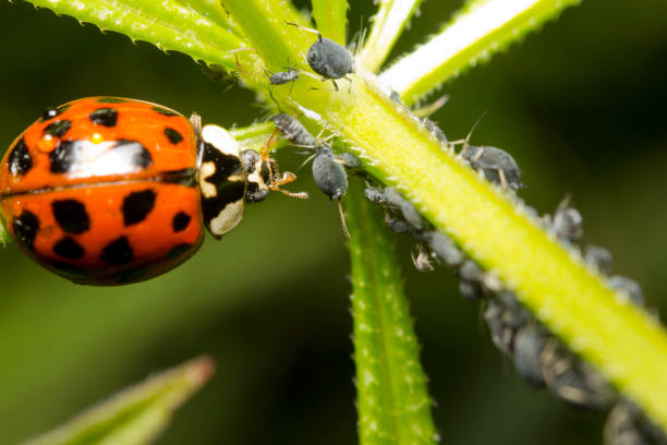 Ladybird and aphids Macro image of a ladybird eating an aphid black fly photos stock pictures, royalty-free photos & images