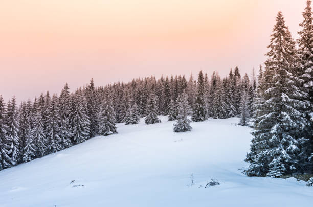 istock Winter forest in Beskidy mountains, Poland 911827754