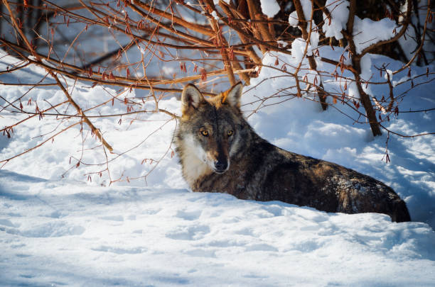 young italian wolf in the snow