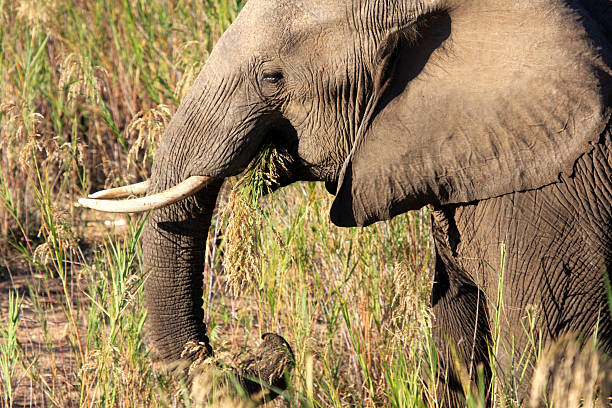 istock African Elephant in Kruger Park, South Africa 91182887