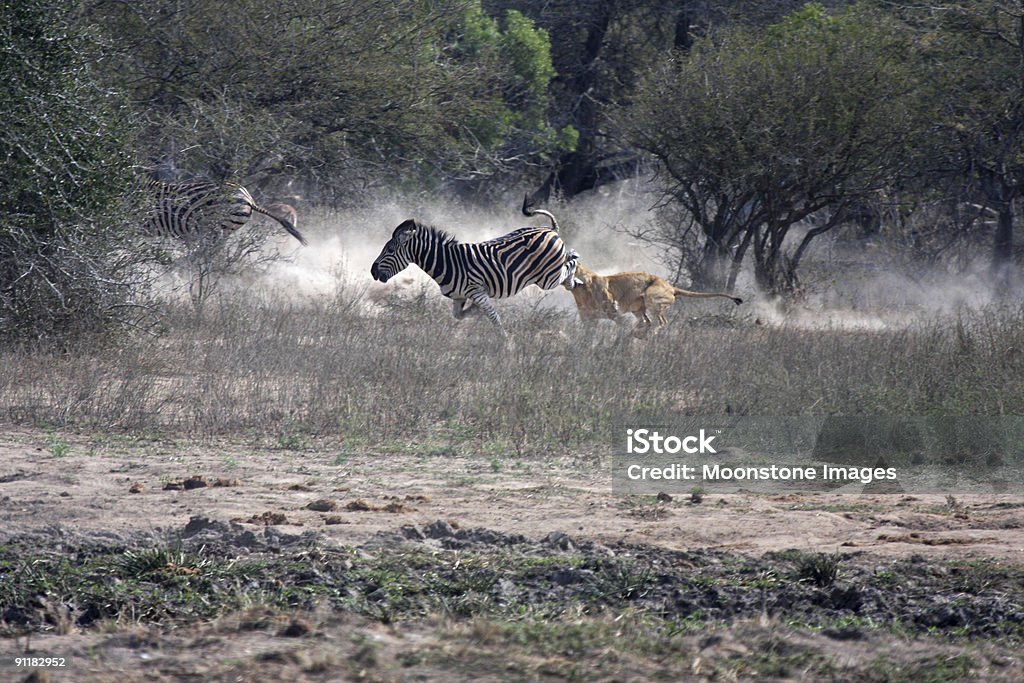 Ataques de león cebra en Kruger Park, South Africa - Foto de stock de León libre de derechos