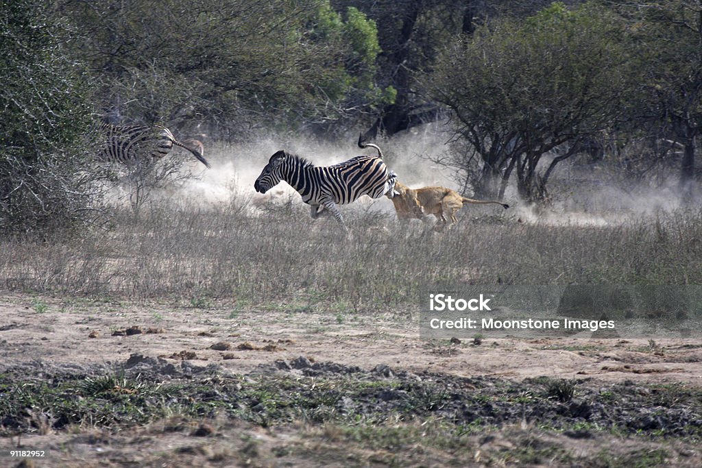 Leão ataca Zebra no parque de Kruger, África do Sul - Royalty-free Leão Foto de stock