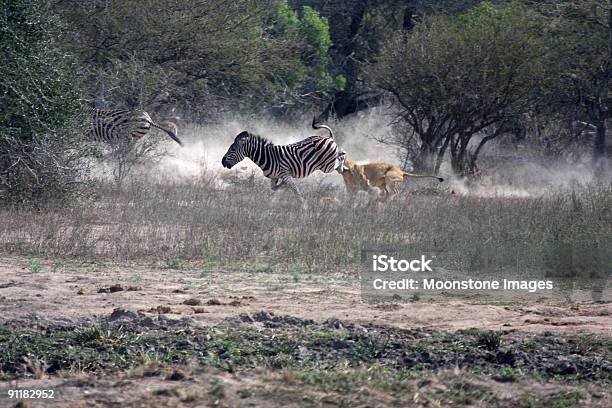 Leão Ataca Zebra No Parque De Kruger África Do Sul - Fotografias de stock e mais imagens de Leão