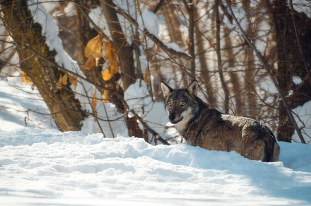 istock young italian wolf in the snow 911830828