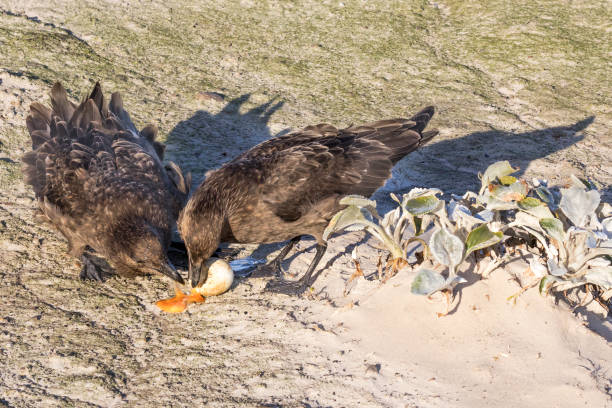 dwa skuas jedzenia jaja pingwina, saunders island na falklandach - saunders island zdjęcia i obrazy z banku zdjęć