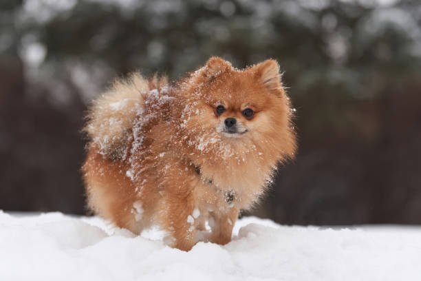 istock Pomeranian spitz in winter day 911833998