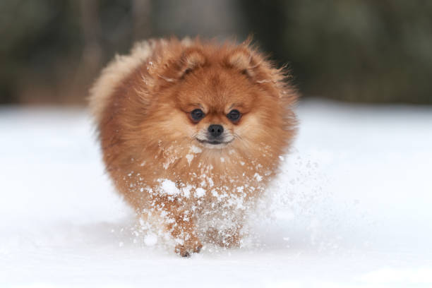 istock Pomeranian spitz in winter day 911834038