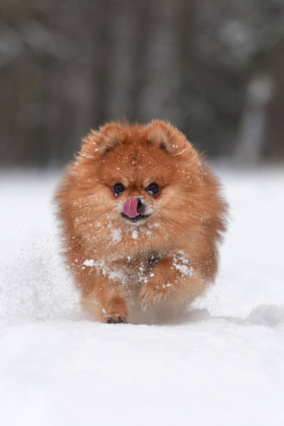 istock Pomeranian spitz in winter day 911834044