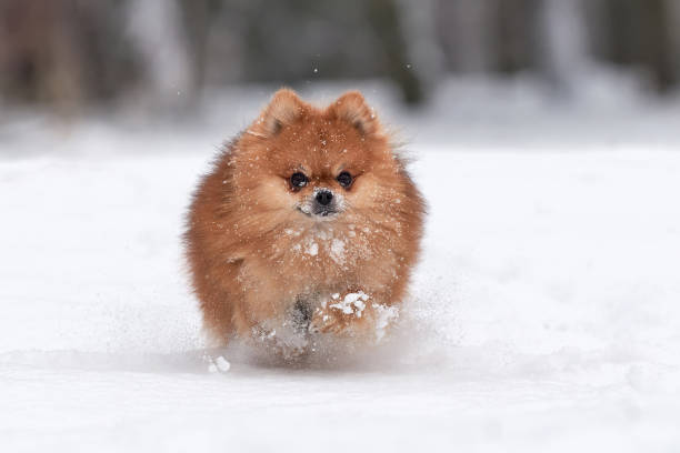 istock Pomeranian spitz in winter day 911834076