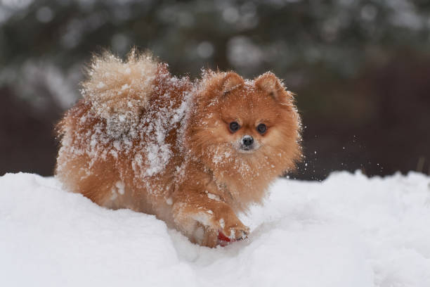 istock Pomeranian spitz in winter day 911834104