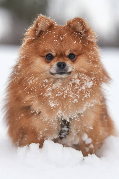 istock Pomeranian spitz in winter day 911834250