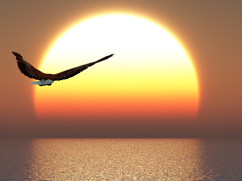 An eagle flying over the water into a bright orange sunset.