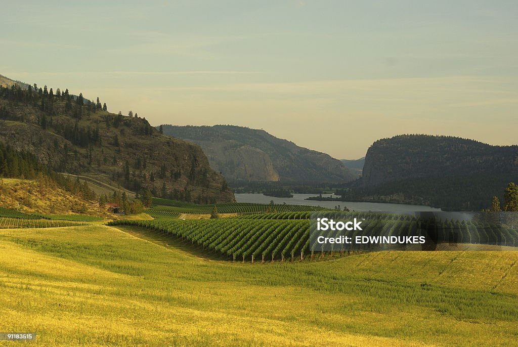 Okanagan vinhedo - Foto de stock de Vale de Okanagan - British Columbia royalty-free