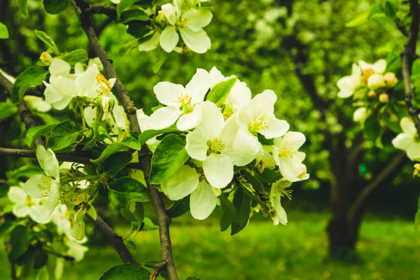 spring blooming apple tree branch lit by the sun - sky brightly lit branch bud imagens e fotografias de stock