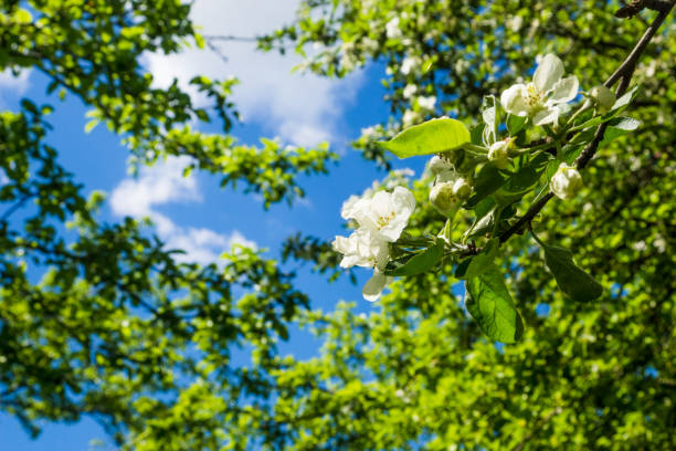 spring blooming apple tree branch lit by the sun - sky brightly lit branch bud imagens e fotografias de stock