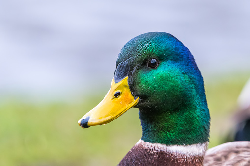 Male mallard duck. Detail of green head from a side, portrait. Many details, bright light, cute bird.