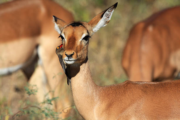 istock Oxpecker on impala in Kruger Park, South Africa 91184122