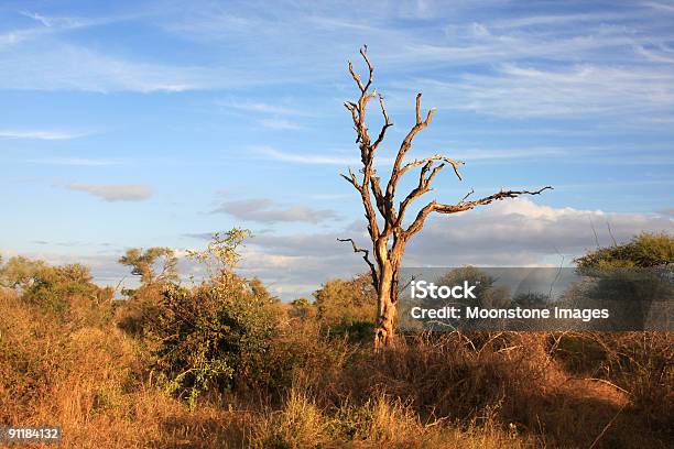 Kruger Park W Mpumalanga Republika Południowej Afryki - zdjęcia stockowe i więcej obrazów Afryka