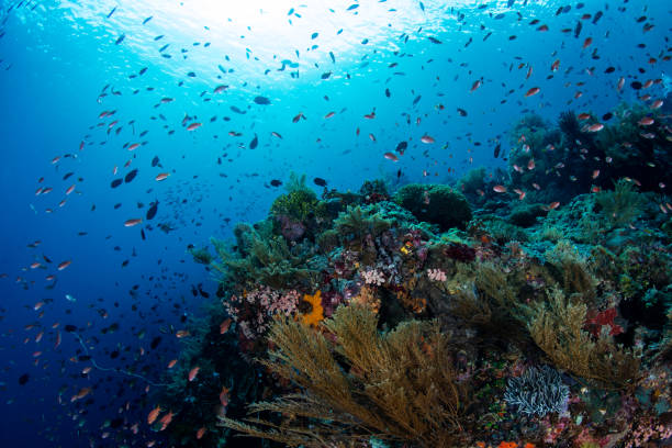 istock Gorgeous Coral Reef in Indonesia 911842654
