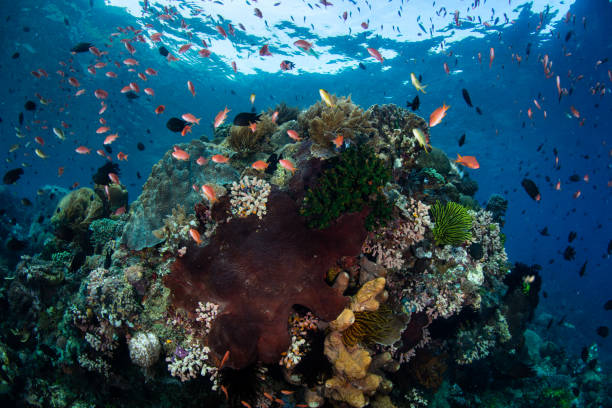 istock Vibrant Anthias and Coral Reef in Indonesia 911842692