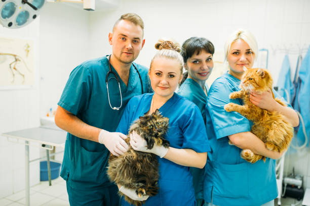 istock Veterinarians poses with cats, veterinary clinic 911843352