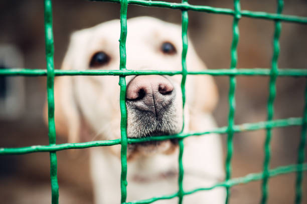 istock Dog face behind bars, veterinary clinic, no people 911843472