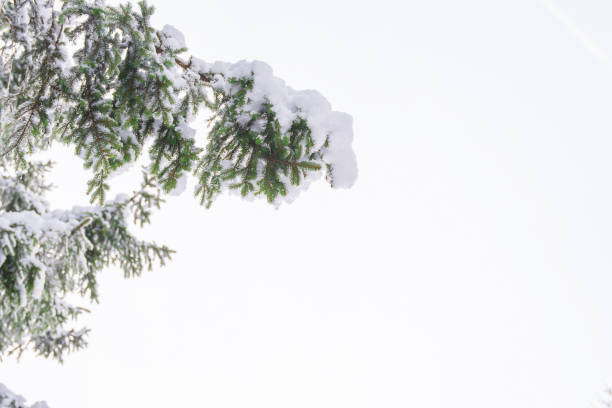 istock Buttom view alpine tree in forest  with background blue sky and white clouds 911843770