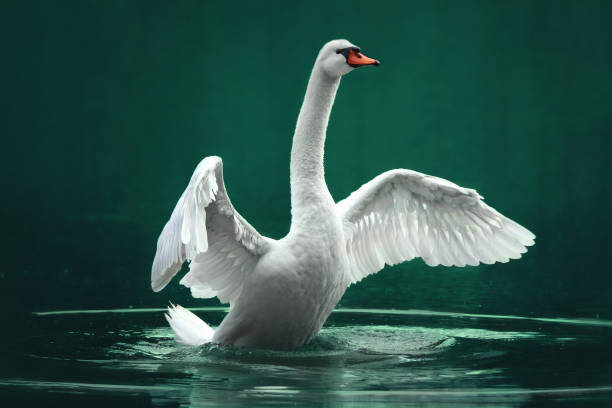 istock White swan on the green lake 911846206