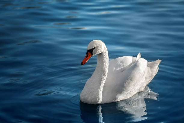 istock White swan on a pond on a clear day 911846208