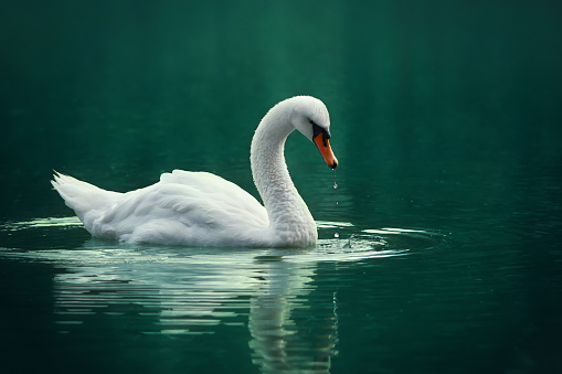 Blanco cisne en el lago verde photo